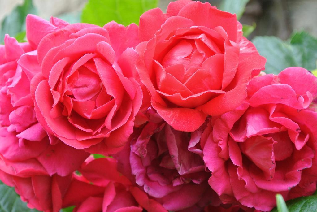 مبيت وإفطار Caylus Domaine La Rose الغرفة الصورة